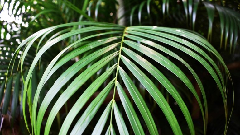Traveler's palm plant with fan-shaped banana-like leaves in tropical garden setting