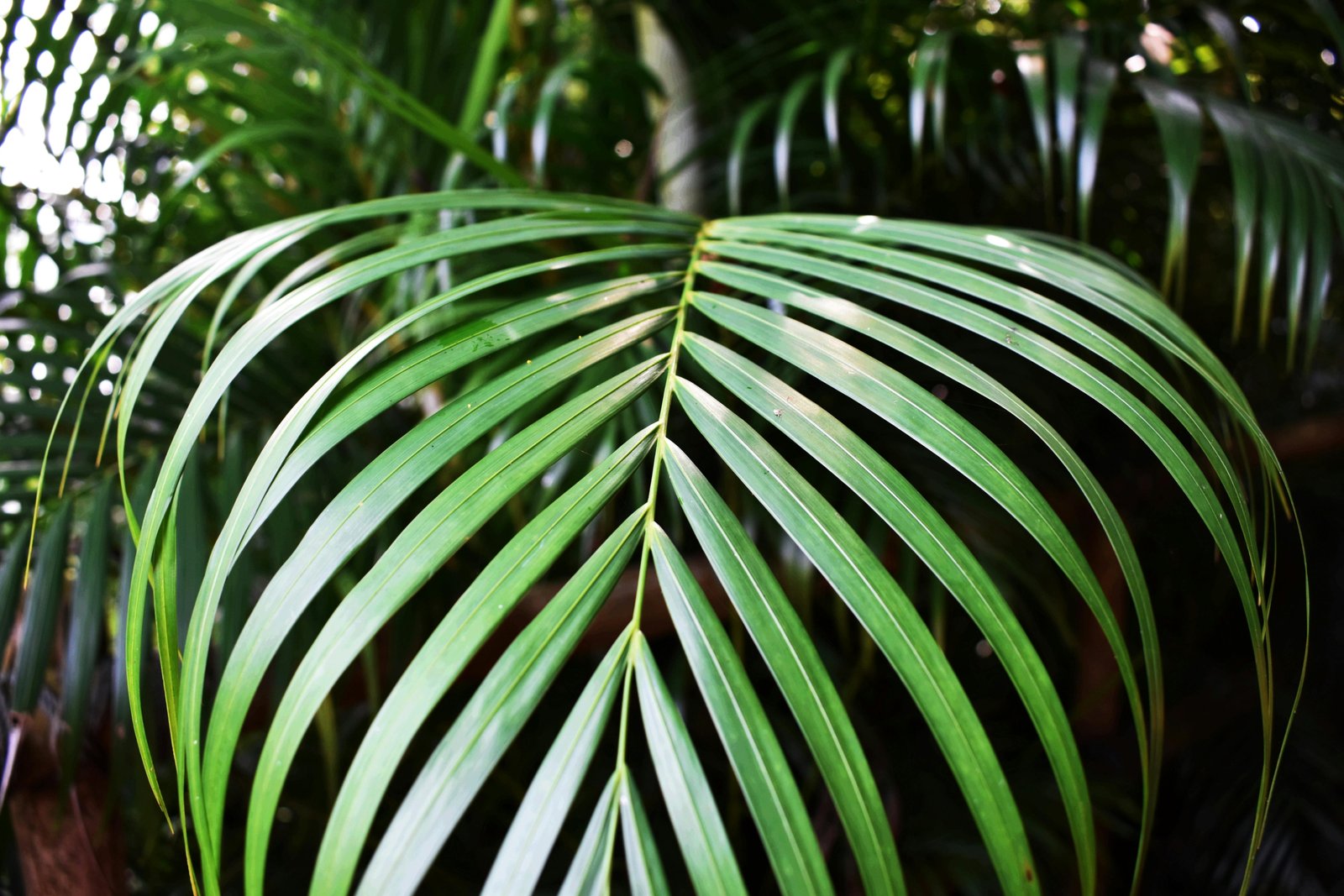 Traveler's palm plant with fan-shaped banana-like leaves in tropical garden setting