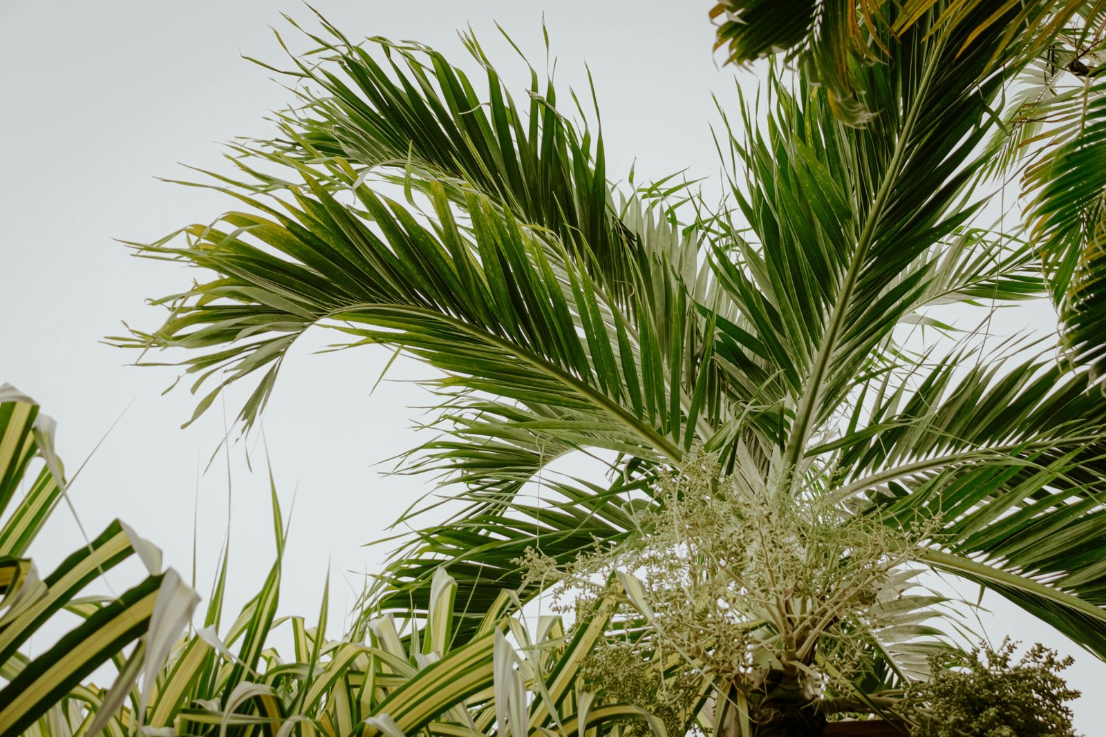 Traveller's palm Ravenala madagascariensis with large fan-shaped green leaves in a tropical garden