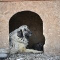 Dog safely resting inside a well-ventilated travel kennel secured in a car for comfortable and safe road travel