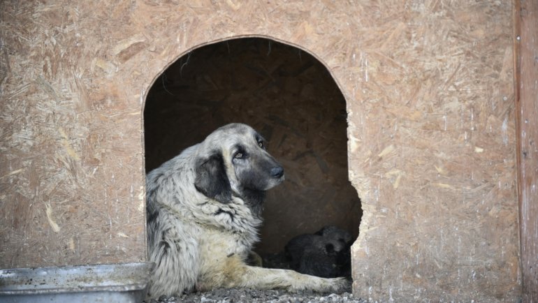 Dog safely resting inside a well-ventilated travel kennel secured in a car for comfortable and safe road travel