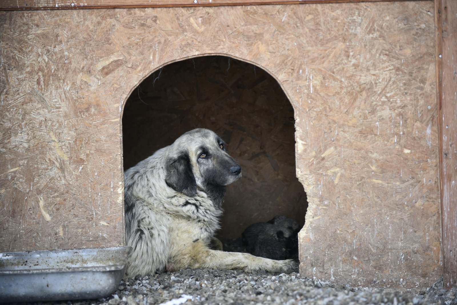 Dog safely resting inside a well-ventilated travel kennel secured in a car for comfortable and safe road travel