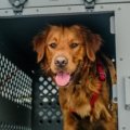 Dog inside airline-approved travel crate at airport ready for flight