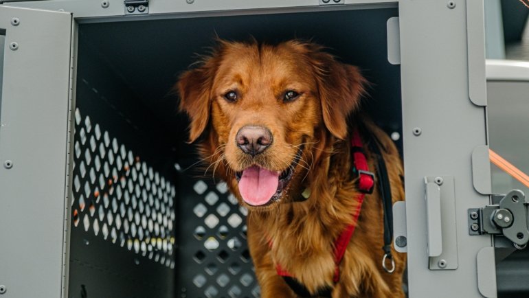 Dog inside airline-approved travel crate at airport ready for flight