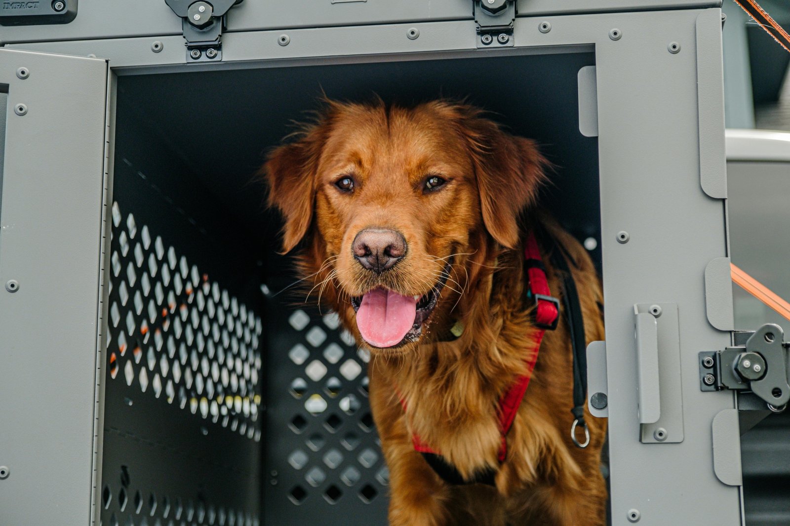 Dog inside airline-approved travel crate at airport ready for flight