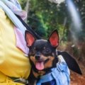Small dog relaxing inside a breathable travel carrier outdoors for safe and comfortable pet travel
