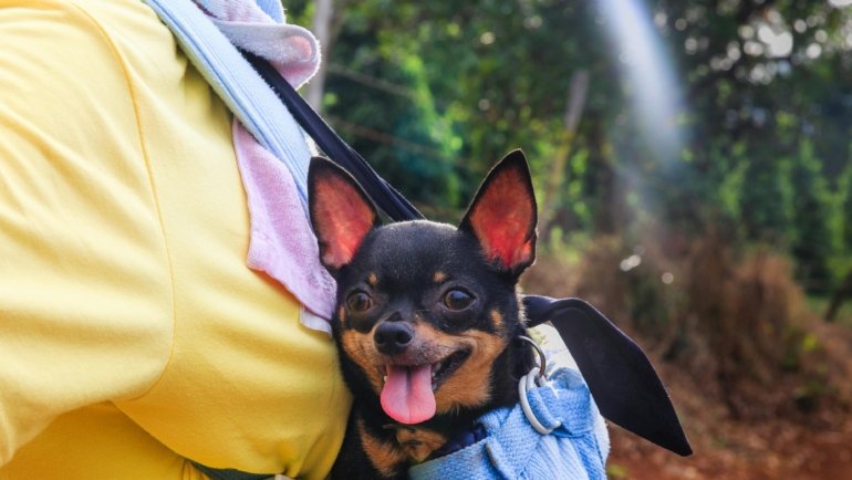 Small dog relaxing inside a breathable travel carrier outdoors for safe and comfortable pet travel