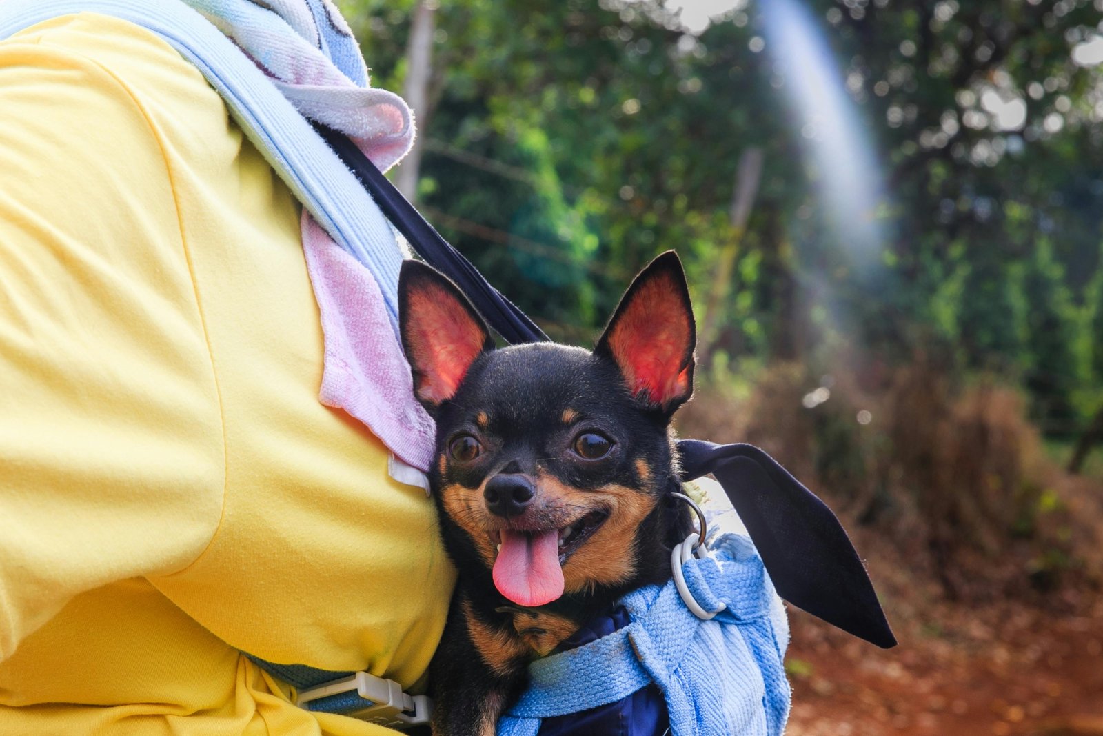 Small dog relaxing inside a breathable travel carrier outdoors for safe and comfortable pet travel