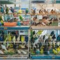 Pet bird inside a secure and comfortable travel carrier for safe transportation
