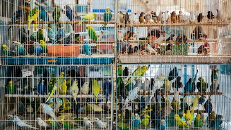 Pet bird inside a secure and comfortable travel carrier for safe transportation