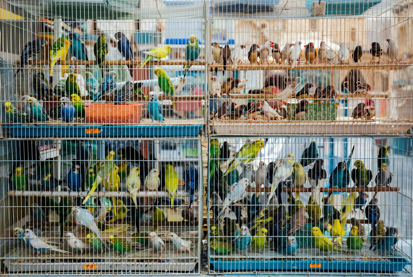 Pet bird inside a secure and comfortable travel carrier for safe transportation