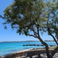Scenic springtime beach and coastline view in Mallorca with blooming flowers and clear skies
