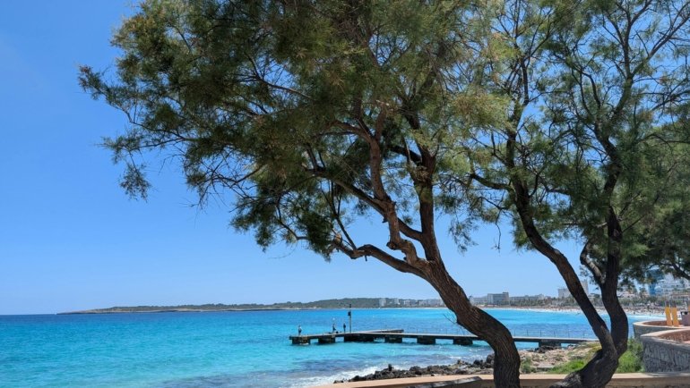 Scenic springtime beach and coastline view in Mallorca with blooming flowers and clear skies