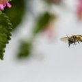 Honey bee flying over colorful flowers collecting nectar for pollination