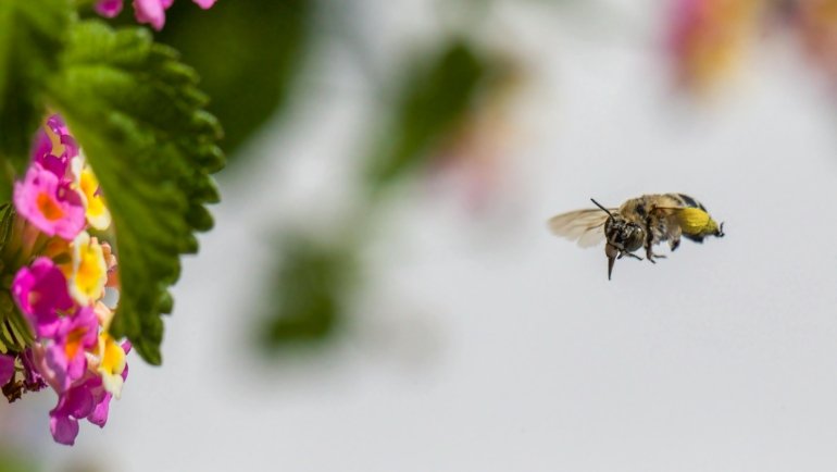 Honey bee flying over colorful flowers collecting nectar for pollination