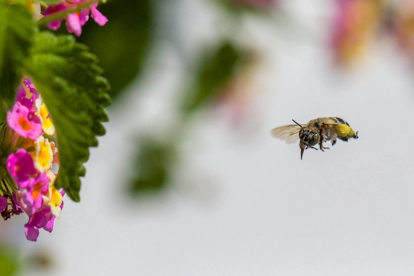 Honey bee flying over colorful flowers collecting nectar for pollination