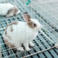 Rabbit resting comfortably inside a secure and ventilated travel carrier for safe transportation