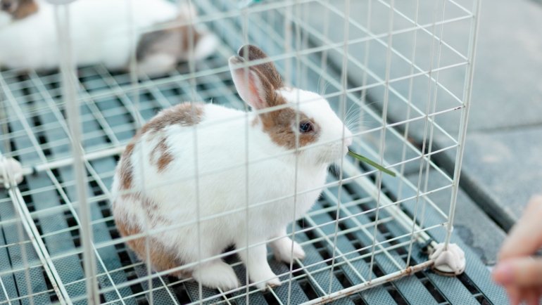Rabbit resting comfortably inside a secure and ventilated travel carrier for safe transportation
