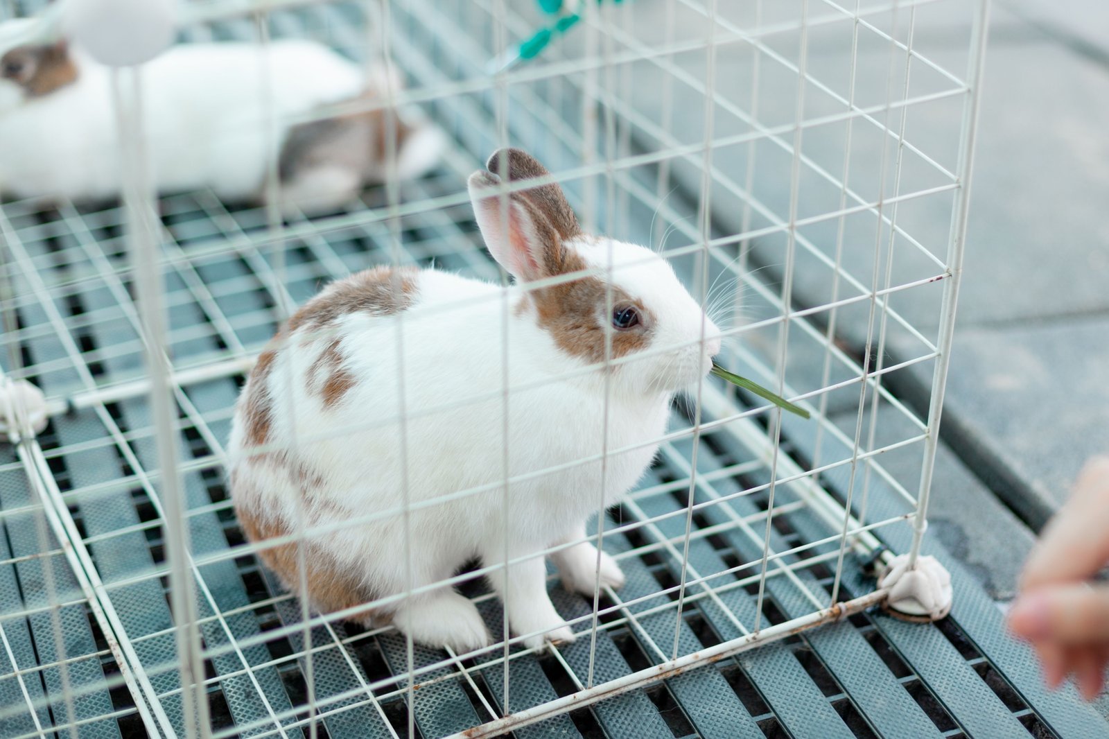 Rabbit resting comfortably inside a secure and ventilated travel carrier for safe transportation
