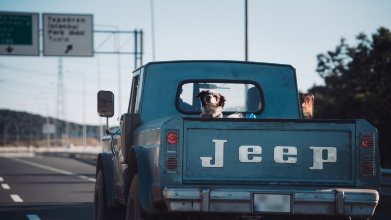 Dog safely harnessed in car on road trip with owner, illustrating dog travel accessories for comfort and safety
