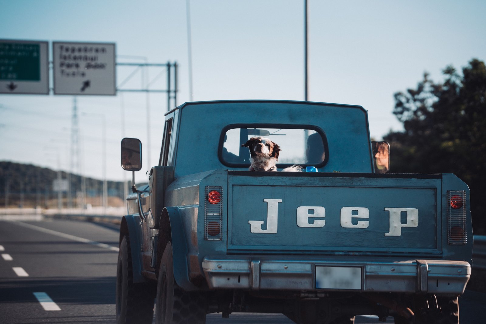 Dog safely harnessed in car on road trip with owner, illustrating dog travel accessories for comfort and safety