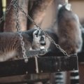 Lemur in Madagascar forest during dry season surrounded by vibrant greenery and clear skies