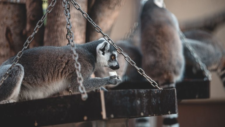 Lemur in Madagascar forest during dry season surrounded by vibrant greenery and clear skies