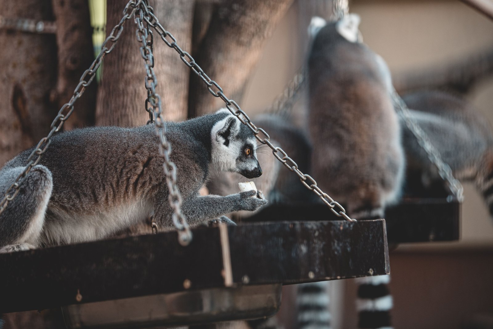 Lemur in Madagascar forest during dry season surrounded by vibrant greenery and clear skies