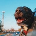 Happy dog riding in a car on a road trip with owner, perfect dog breed for traveling and adventure