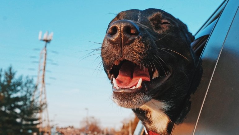 Happy dog riding in a car on a road trip with owner, perfect dog breed for traveling and adventure