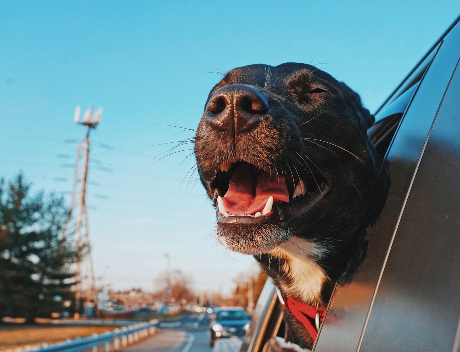 Happy dog riding in a car on a road trip with owner, perfect dog breed for traveling and adventure
