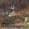 Male deer (buck) walking through forest at dawn with soft light highlighting natural habitat and behavior