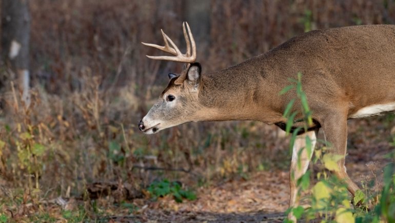 Male deer (buck) walking through forest at dawn with soft light highlighting natural habitat and behavior