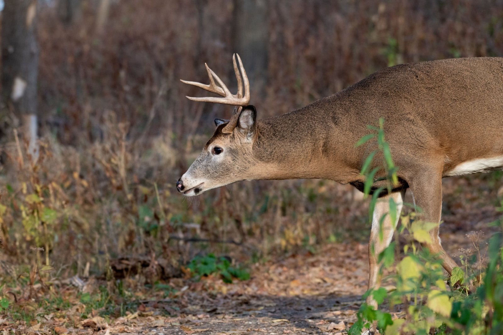Male deer (buck) walking through forest at dawn with soft light highlighting natural habitat and behavior