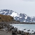 Royal penguin colony on the rugged landscape of Macquarie Island with pristine wilderness in the Southern Ocean