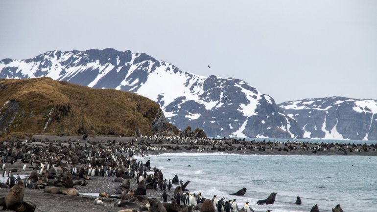 Royal penguin colony on the rugged landscape of Macquarie Island with pristine wilderness in the Southern Ocean