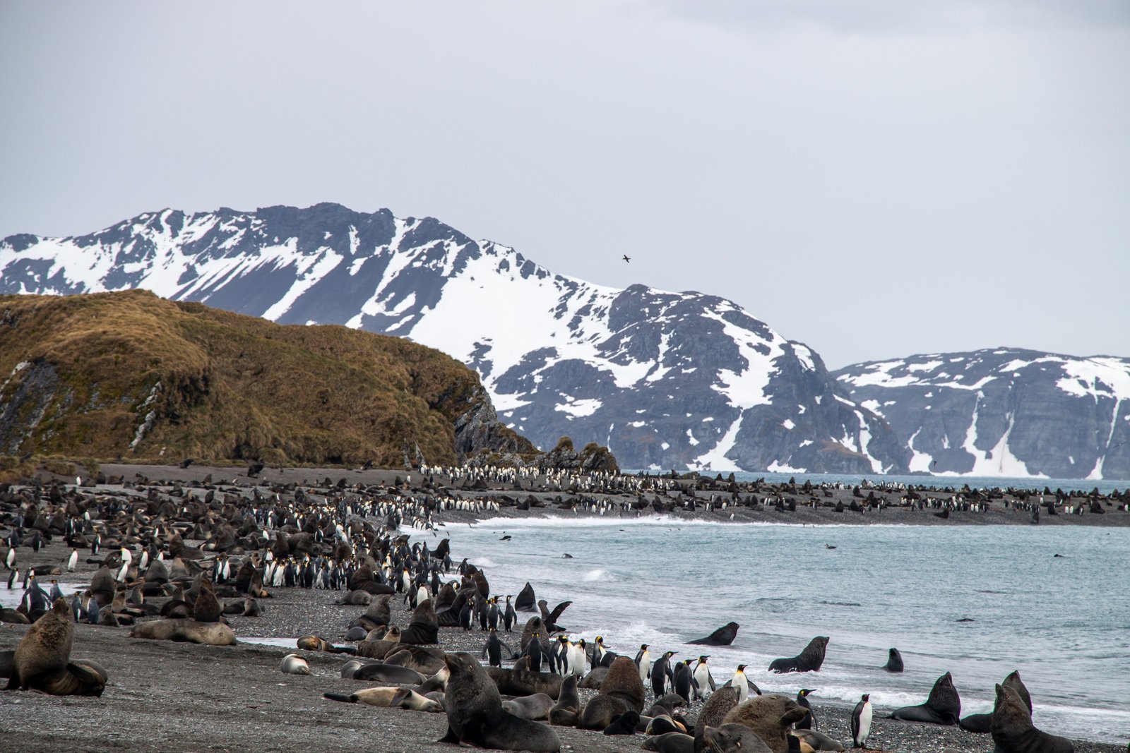 Royal penguin colony on the rugged landscape of Macquarie Island with pristine wilderness in the Southern Ocean