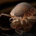 Close-up of bed bugs crawling under a mattress showing infestation signs and potential spread between rooms