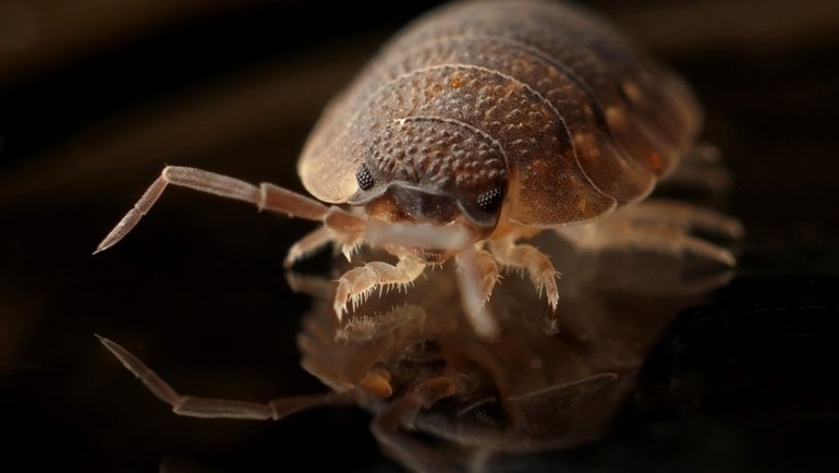 Close-up of bed bugs crawling under a mattress showing infestation signs and potential spread between rooms