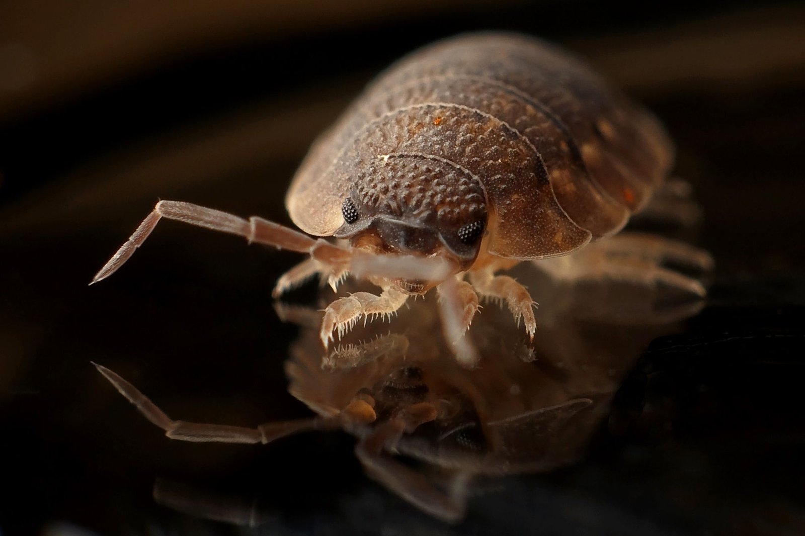 Close-up of bed bugs crawling under a mattress showing infestation signs and potential spread between rooms