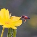 Close-up of a bee flying over colorful flowers, illustrating bee pollination and natural habitat conservation