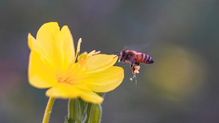 Close-up of a bee flying over colorful flowers, illustrating bee pollination and natural habitat conservation