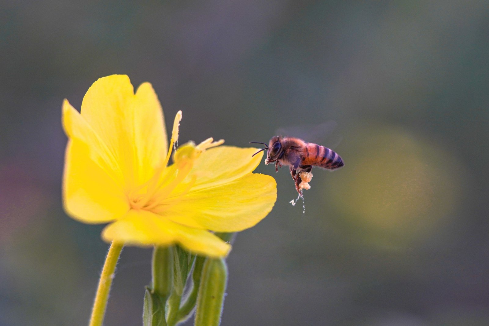 Close-up of a bee flying over colorful flowers, illustrating bee pollination and natural habitat conservation