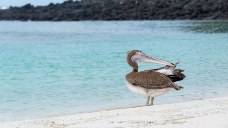 Scenic view of the Galapagos Islands showcasing wildlife and crystal-clear ocean, perfect for budget travel planning