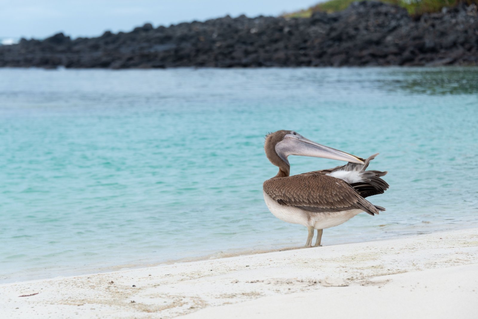 Scenic view of the Galapagos Islands showcasing wildlife and crystal-clear ocean, perfect for budget travel planning