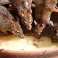 Small group of rats traveling together demonstrating social behavior and cooperation in their natural habitat