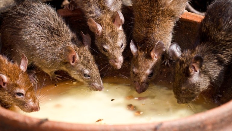 Small group of rats traveling together demonstrating social behavior and cooperation in their natural habitat