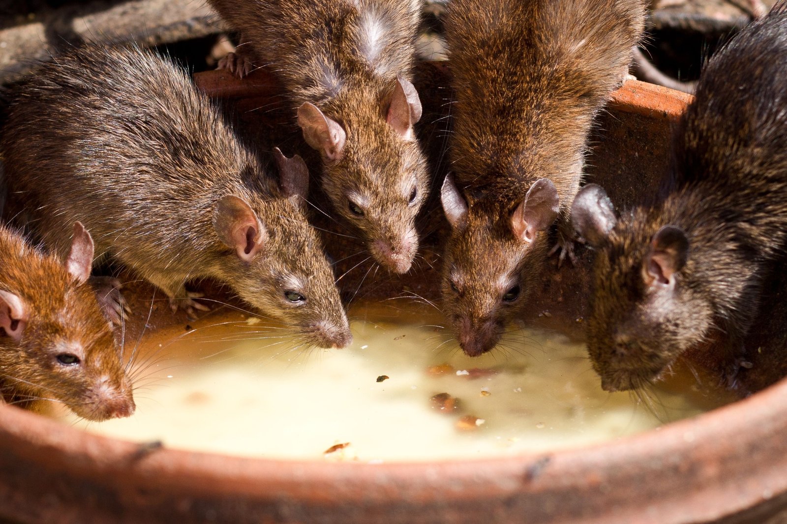 Small group of rats traveling together demonstrating social behavior and cooperation in their natural habitat
