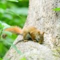 Agile squirrel traveling through forest branches during the day searching for food