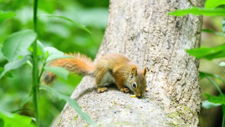 Agile squirrel traveling through forest branches during the day searching for food